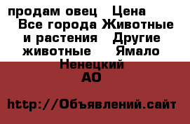  продам овец › Цена ­ 100 - Все города Животные и растения » Другие животные   . Ямало-Ненецкий АО